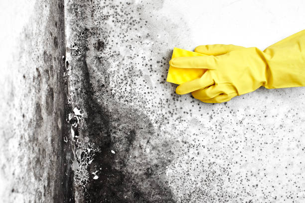 Best Same-Day Mold Removal  in Congress, AZ