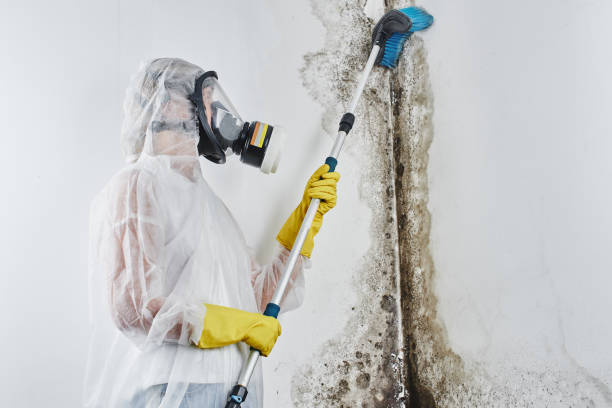 Best Toxic Mold Removal  in Congress, AZ