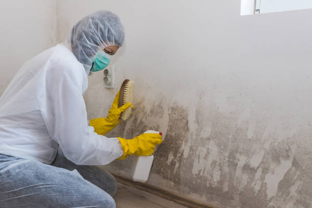 Certified Mold Removal in Congress, AZ