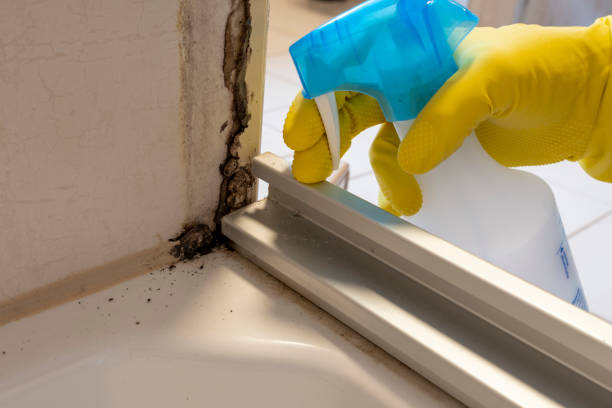 Best Residential Mold Removal  in Congress, AZ