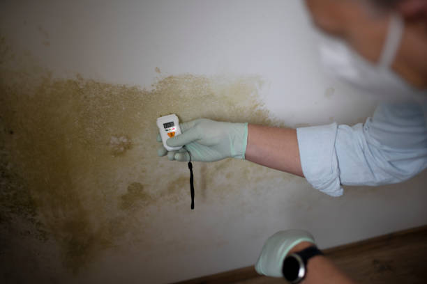 Best Mold Removal Process  in Congress, AZ