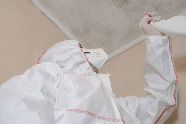 Office Mold Removal Services in Congress, AZ