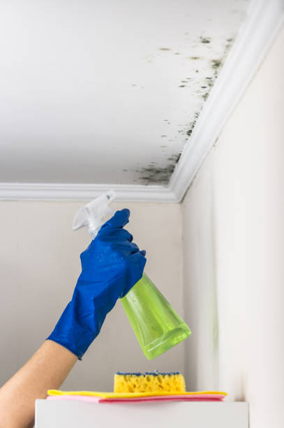 Best Mold Damage Repair  in Congress, AZ